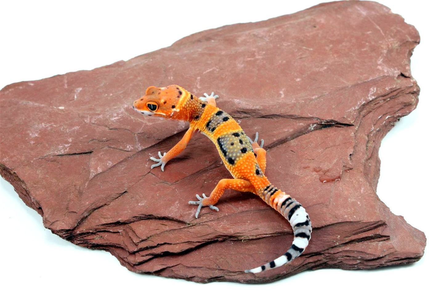 High Red Blood Emerine Leopard Gecko All Reptiles
