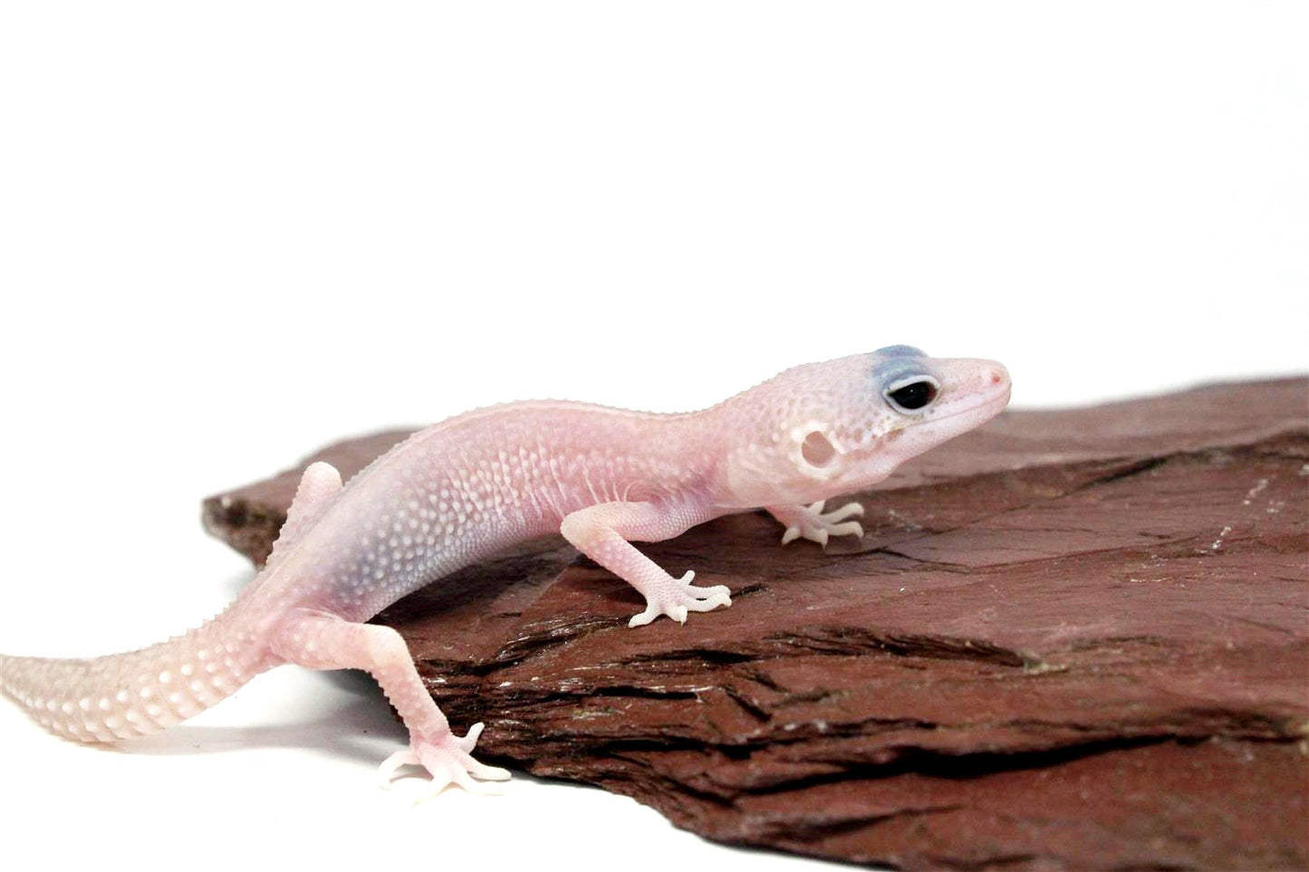 Albino Super Snow Leopard Gecko All Reptiles