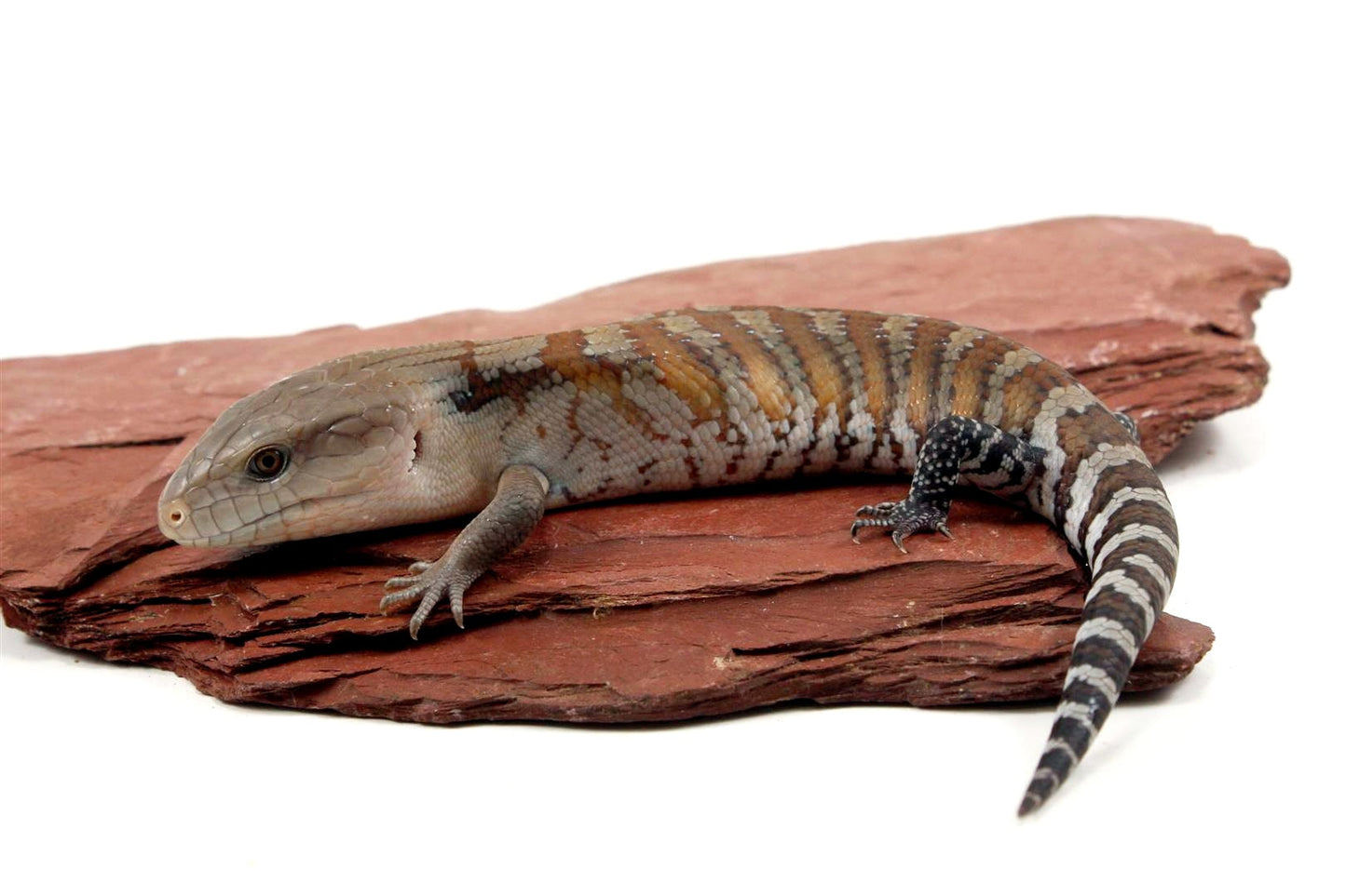 CB Northern Blue Tongue Skink All Reptiles