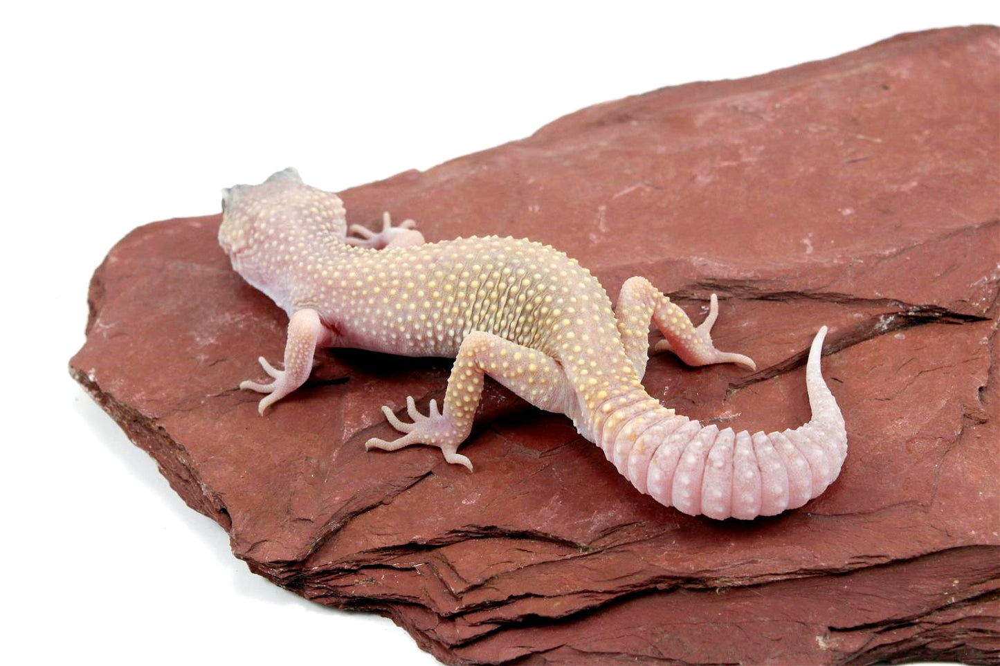 Blazing Blizzard Leopard Gecko All Reptiles