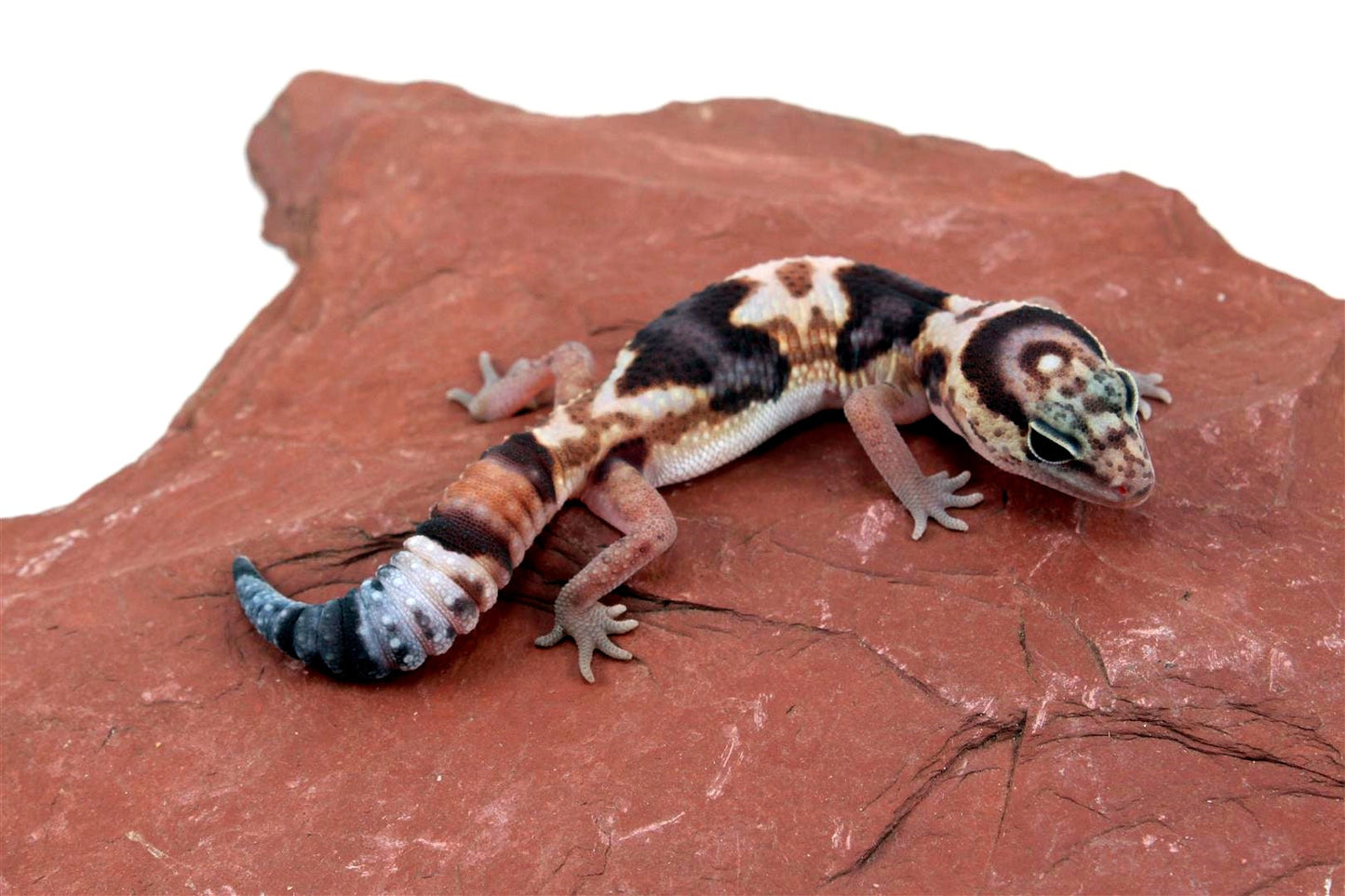 Whiteout het Patternless Ghost Zulu Fat Tail Gecko All Reptiles