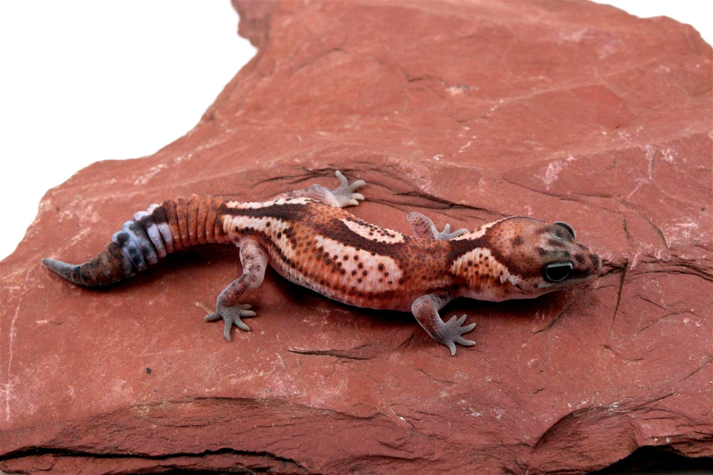 Patternless Zulu Het Oreo Fat Tail Gecko All Reptiles