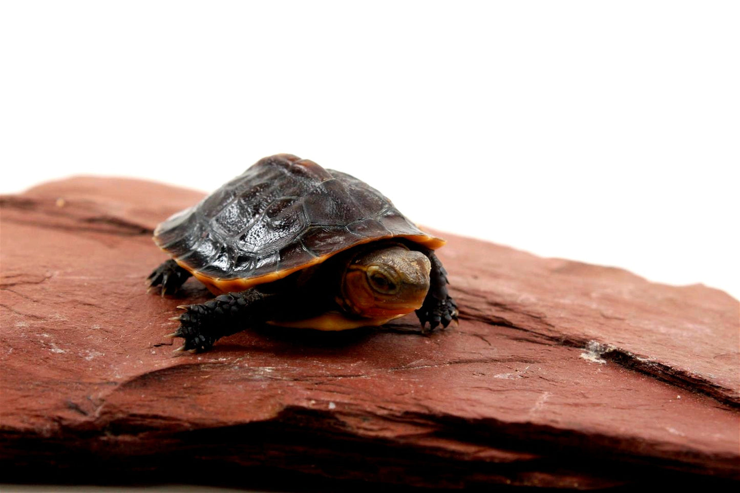 Chinese Box Turtle All Reptiles