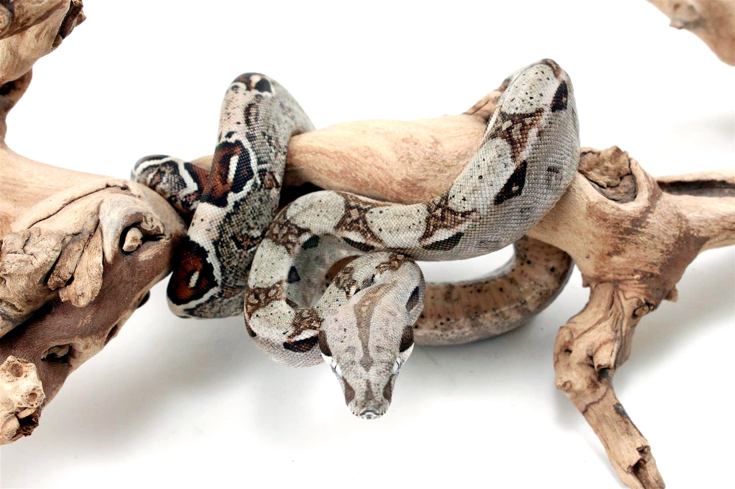 Classic het Blood Colombian Boa All Reptiles