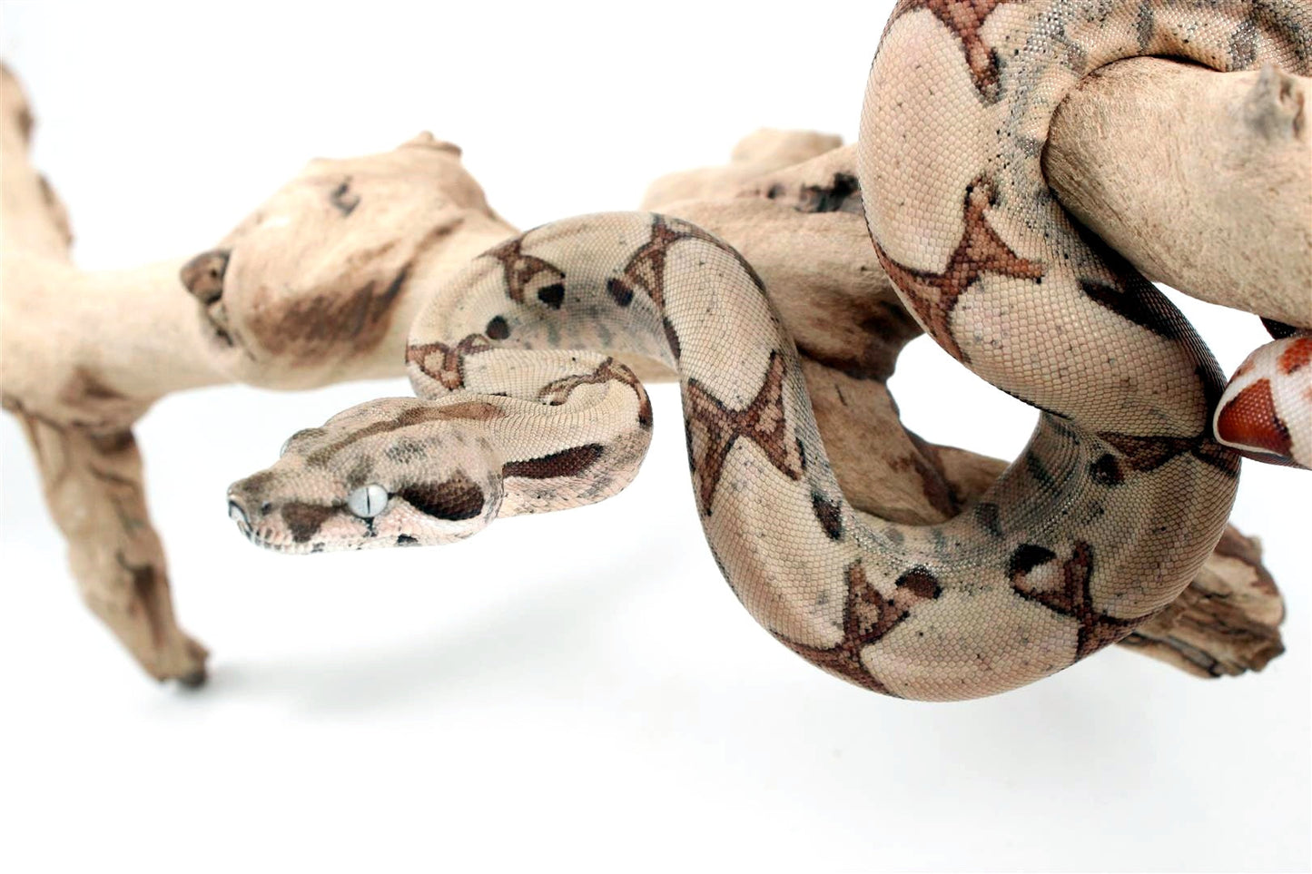 Hypo Jungle het Blood Colombian Boa All Reptiles