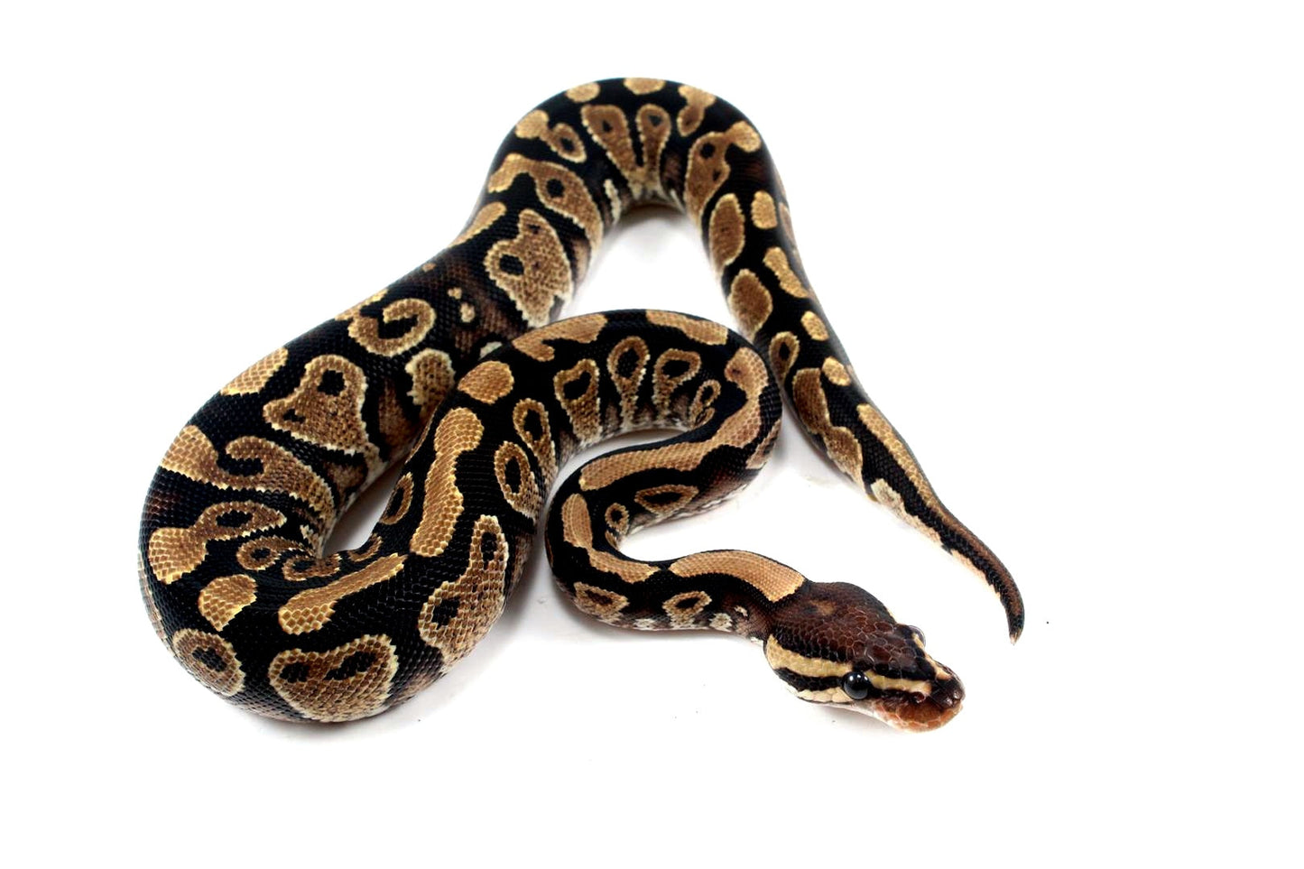 Yellow Belly het Clown Ball Python All Reptiles