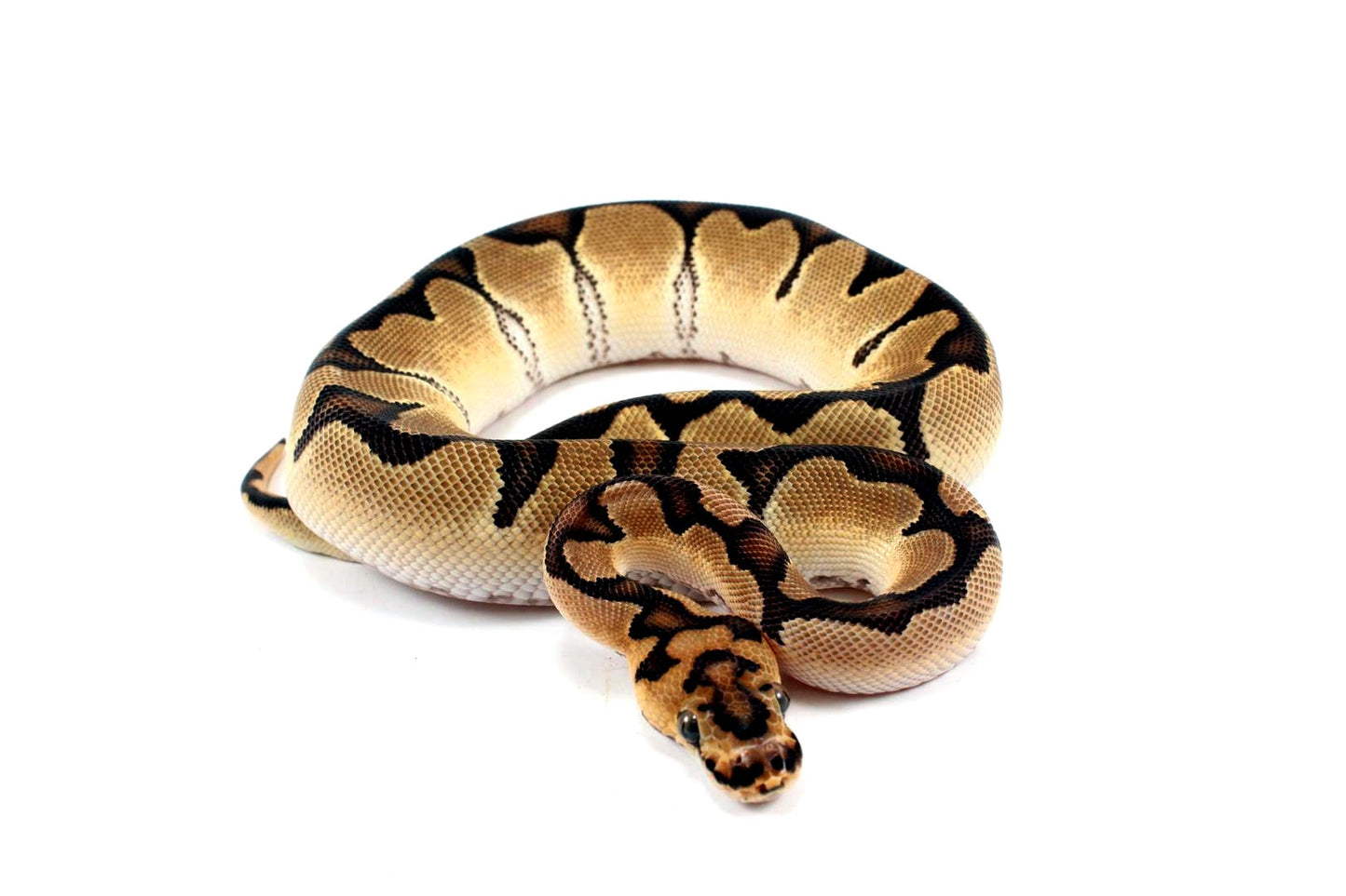 Orange Dream Clown Ball Python All Reptiles