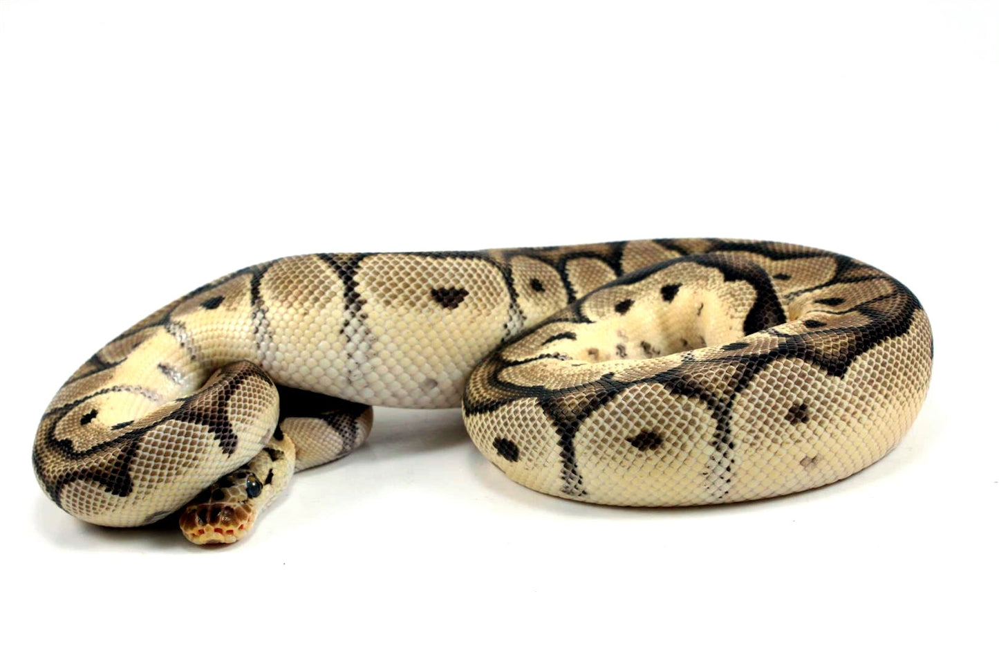 Pastel Clown Ball Python All Reptiles