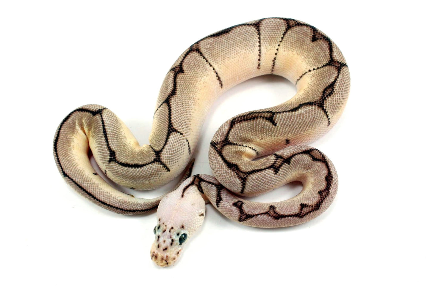 Orange Dream Pastel Spider Clown Ball Python All Reptiles