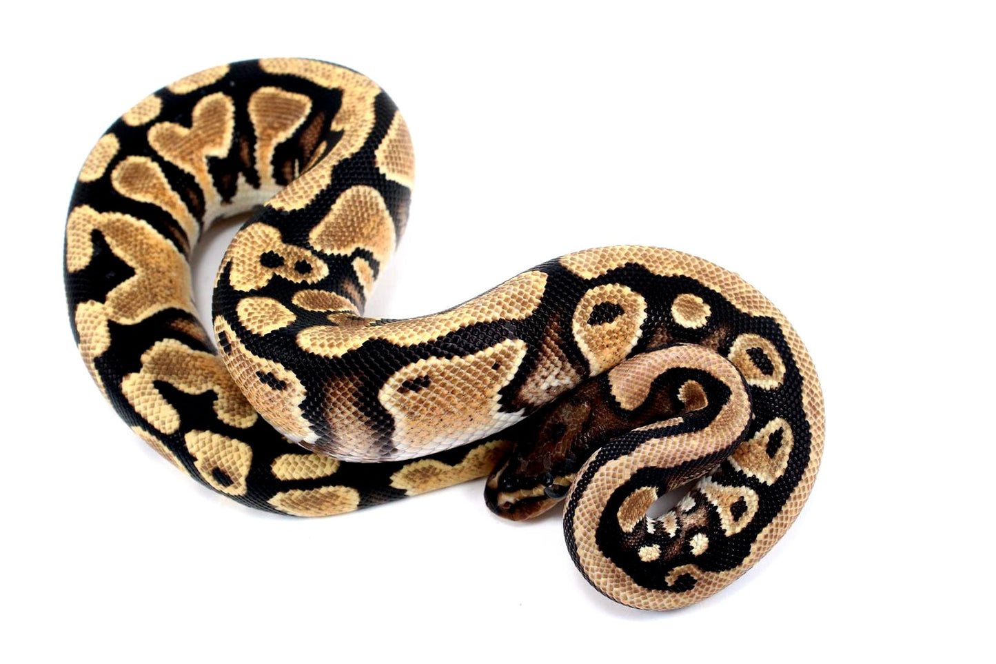 Orange Dream Yellow Belly het Clown Ball Python All Reptiles