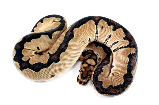 Orange Dream Clown Ball Python All Reptiles