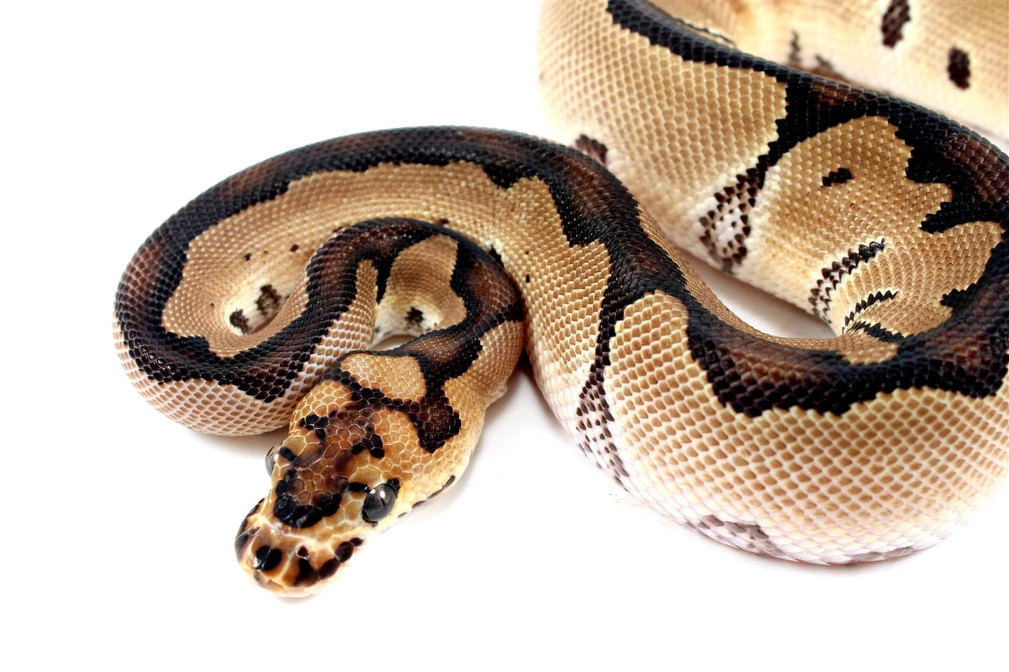 Orange Dream Clown Ball Python All Reptiles