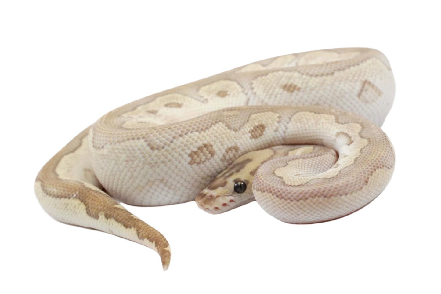 Orange Dream Lesser Clown Ball Python All Reptiles
