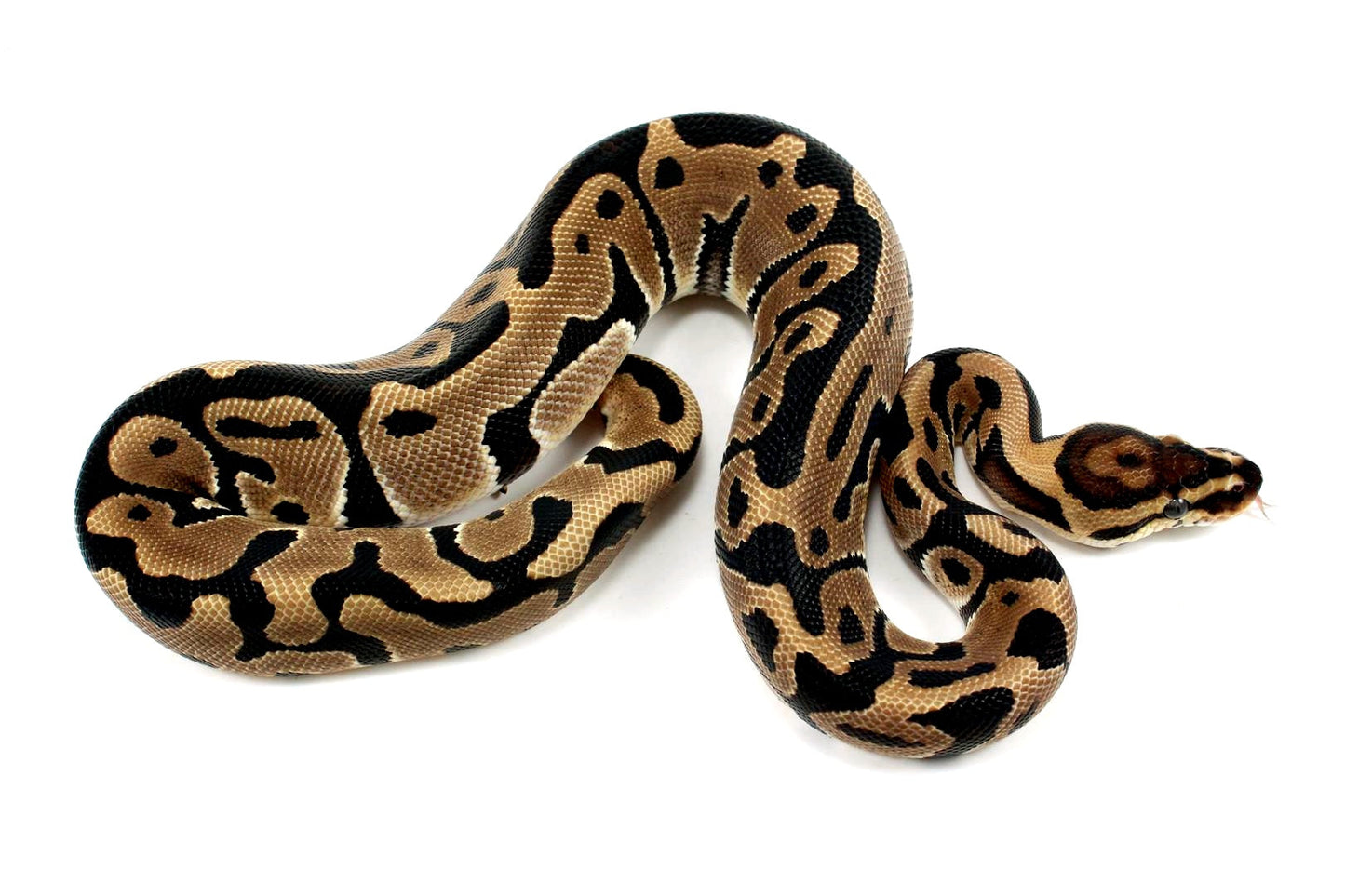 Leopard het Clown Ball Python All Reptiles
