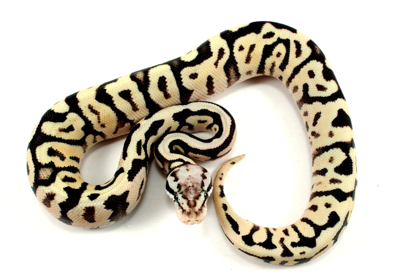 Pastel Fire Spotnose Yellow Belly Ball Python All Reptiles