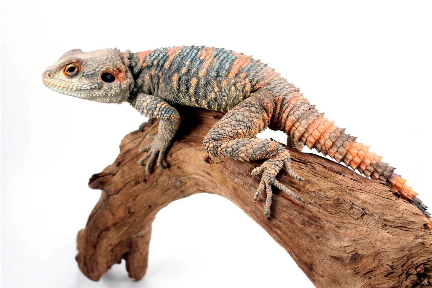 Painted Agama - Adult Male All Reptiles