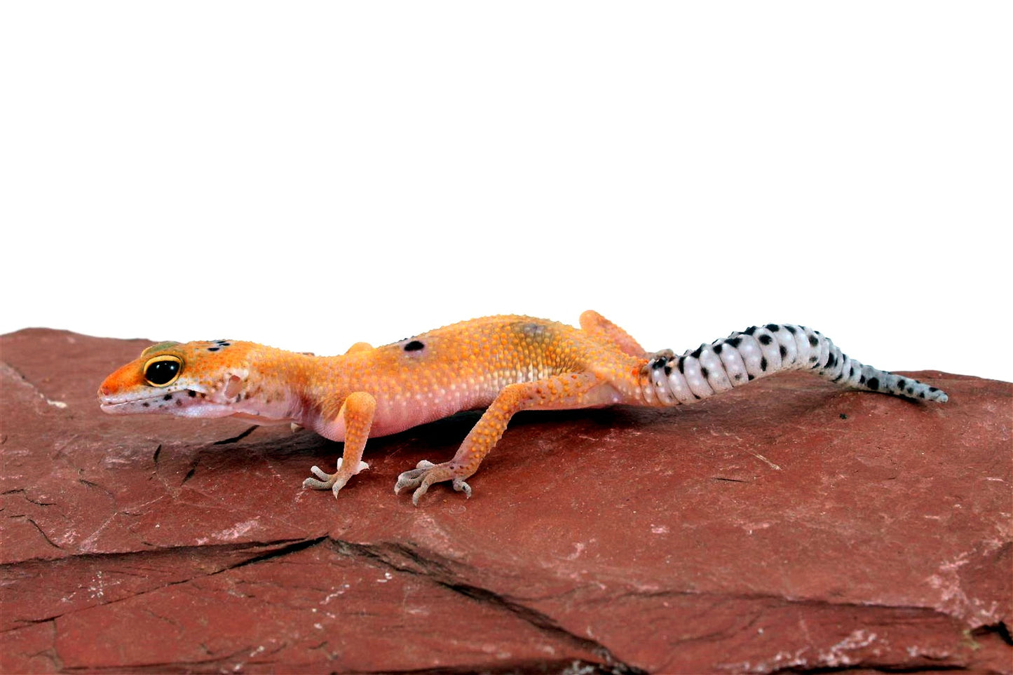 Clown Leopard Gecko All Reptiles