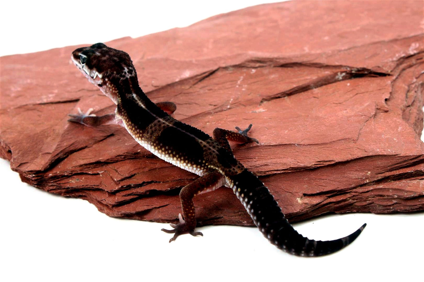 Medium Grade Black Night Leopard Gecko All Reptiles