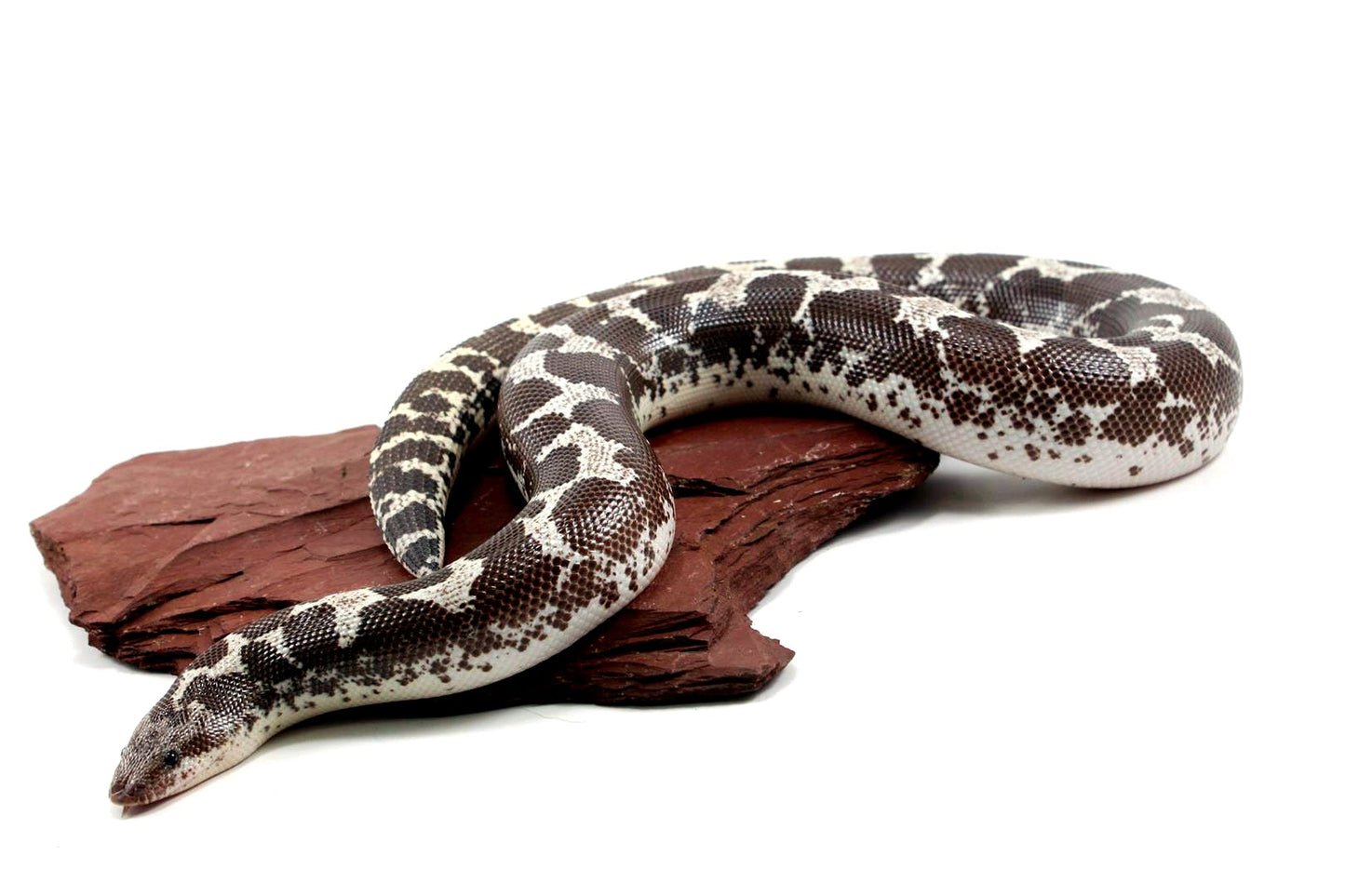 Anery Kenyan Sand Boa All Reptiles