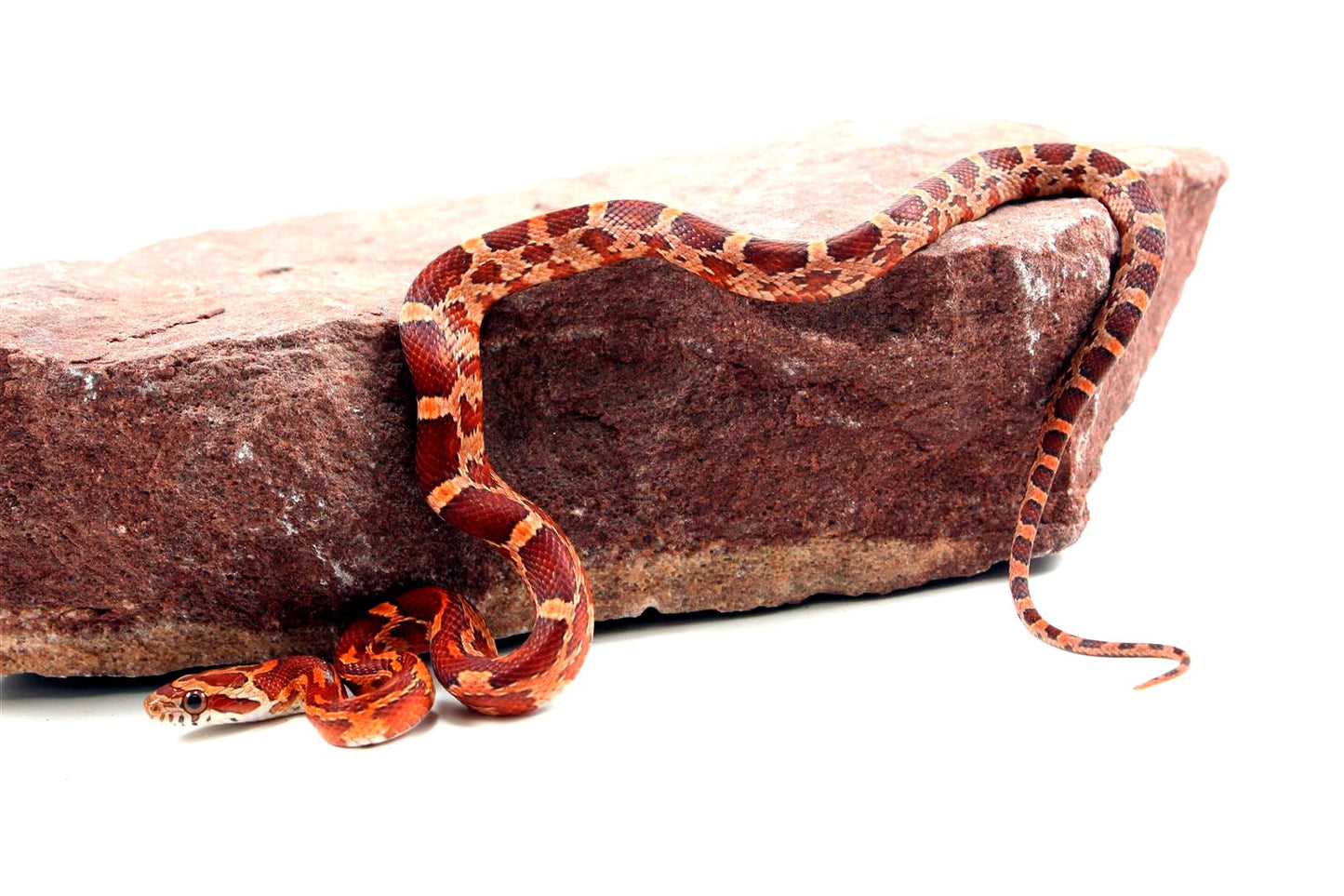 Aztec Blood Corn Snake All Reptiles