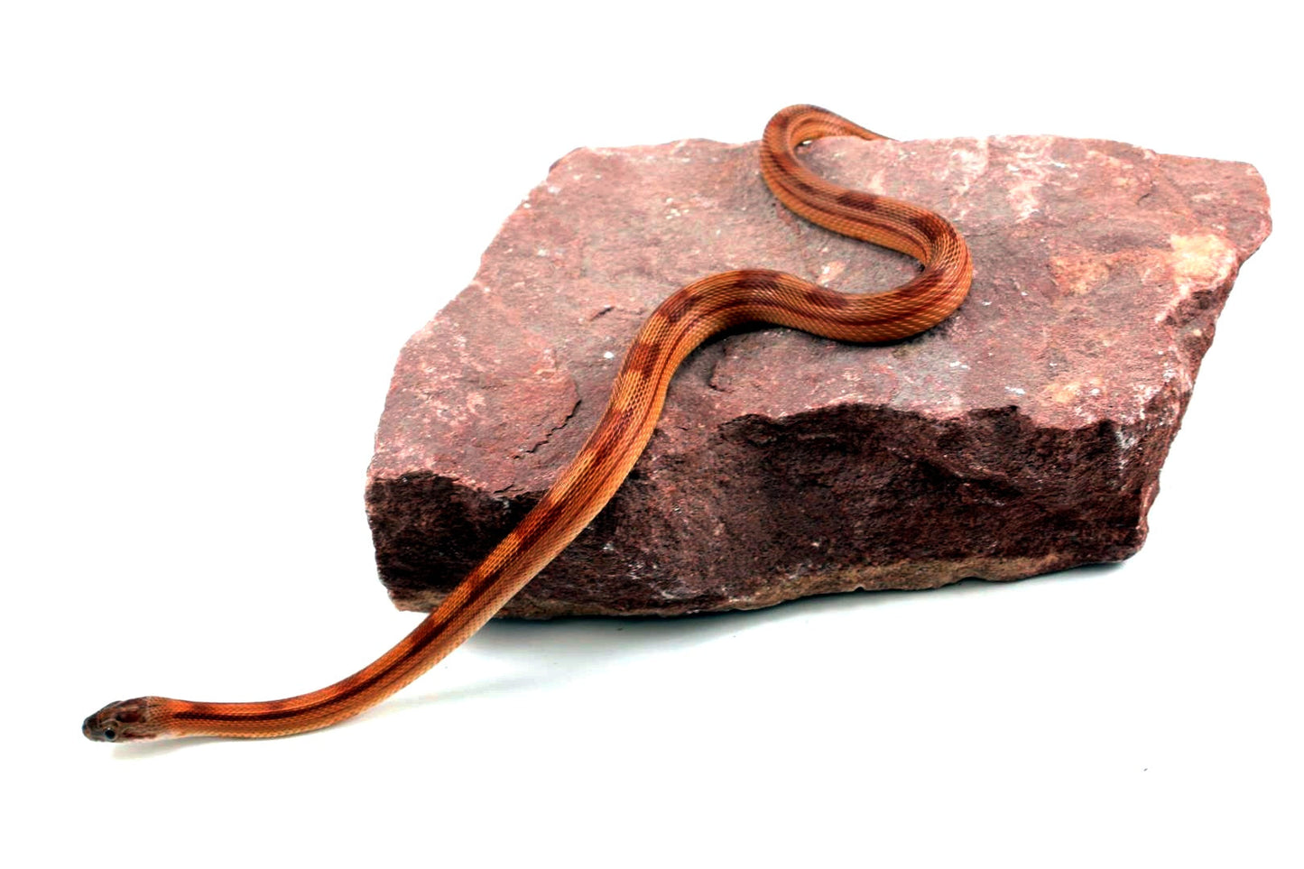 Motley Corn Snake All Reptiles