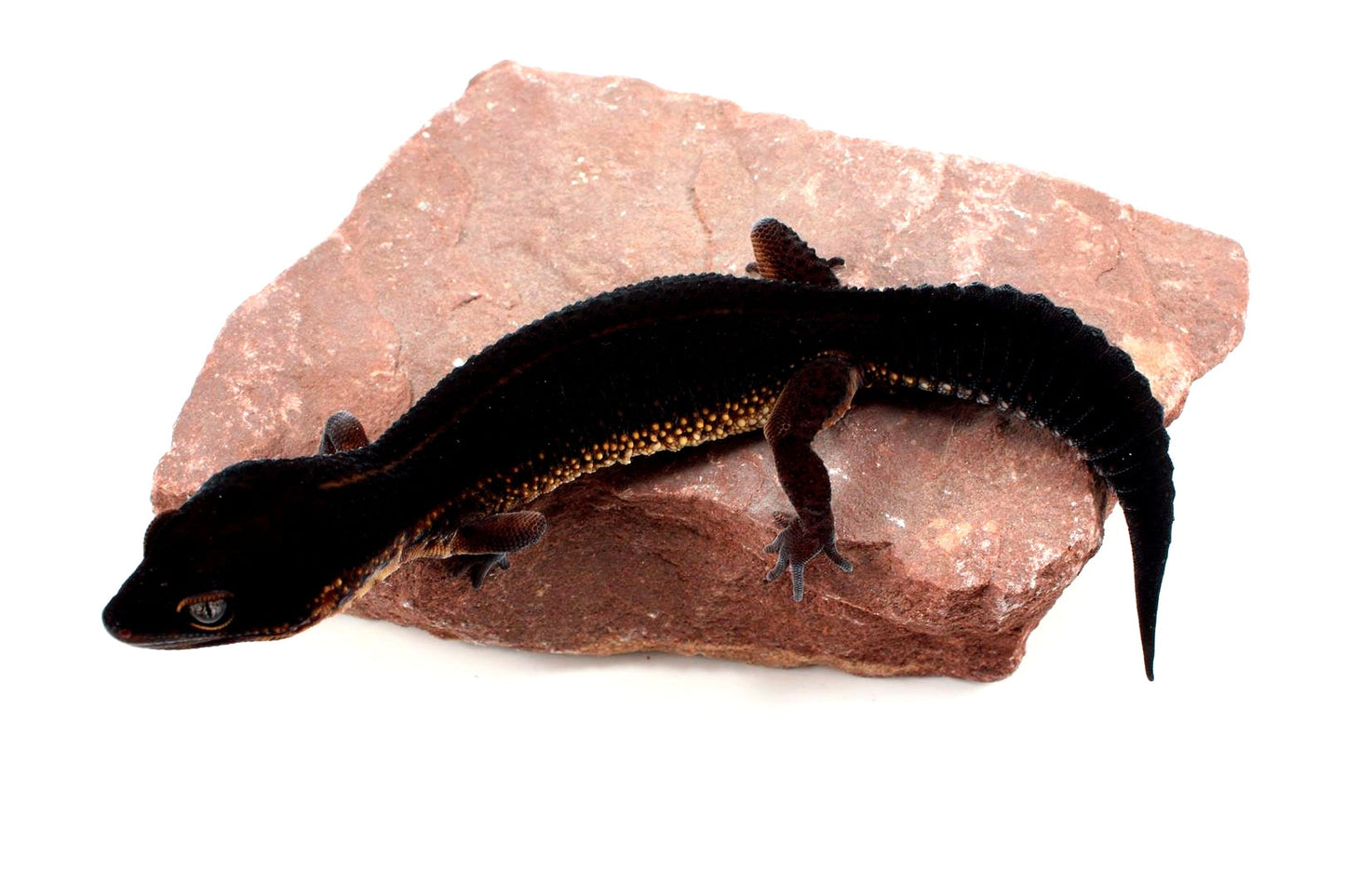 Black Night Leopard Gecko All Reptiles