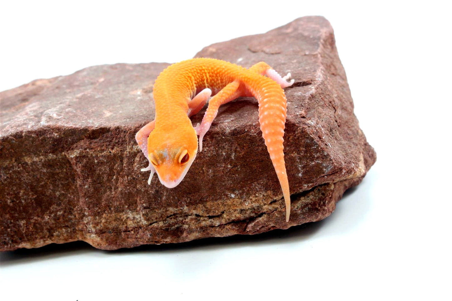 RAPTOR Leopard Gecko All Reptiles
