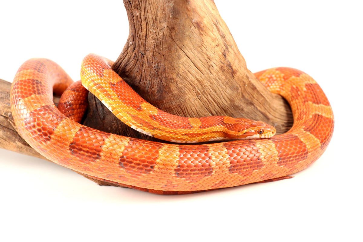 Amel Corn Snake