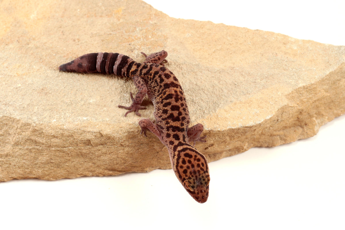 Bawangling Cave Gecko