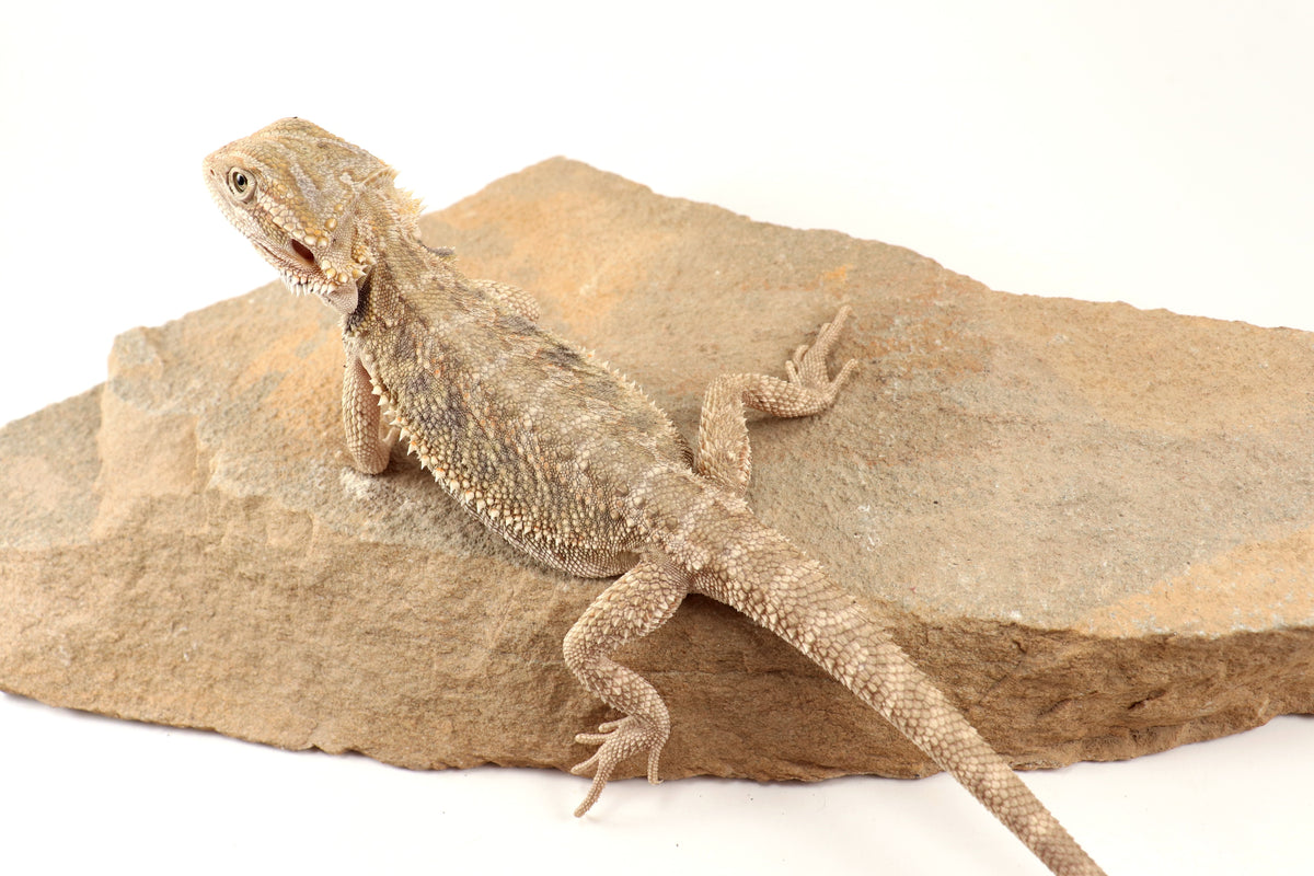 Hypo Tiger Bearded Dragon