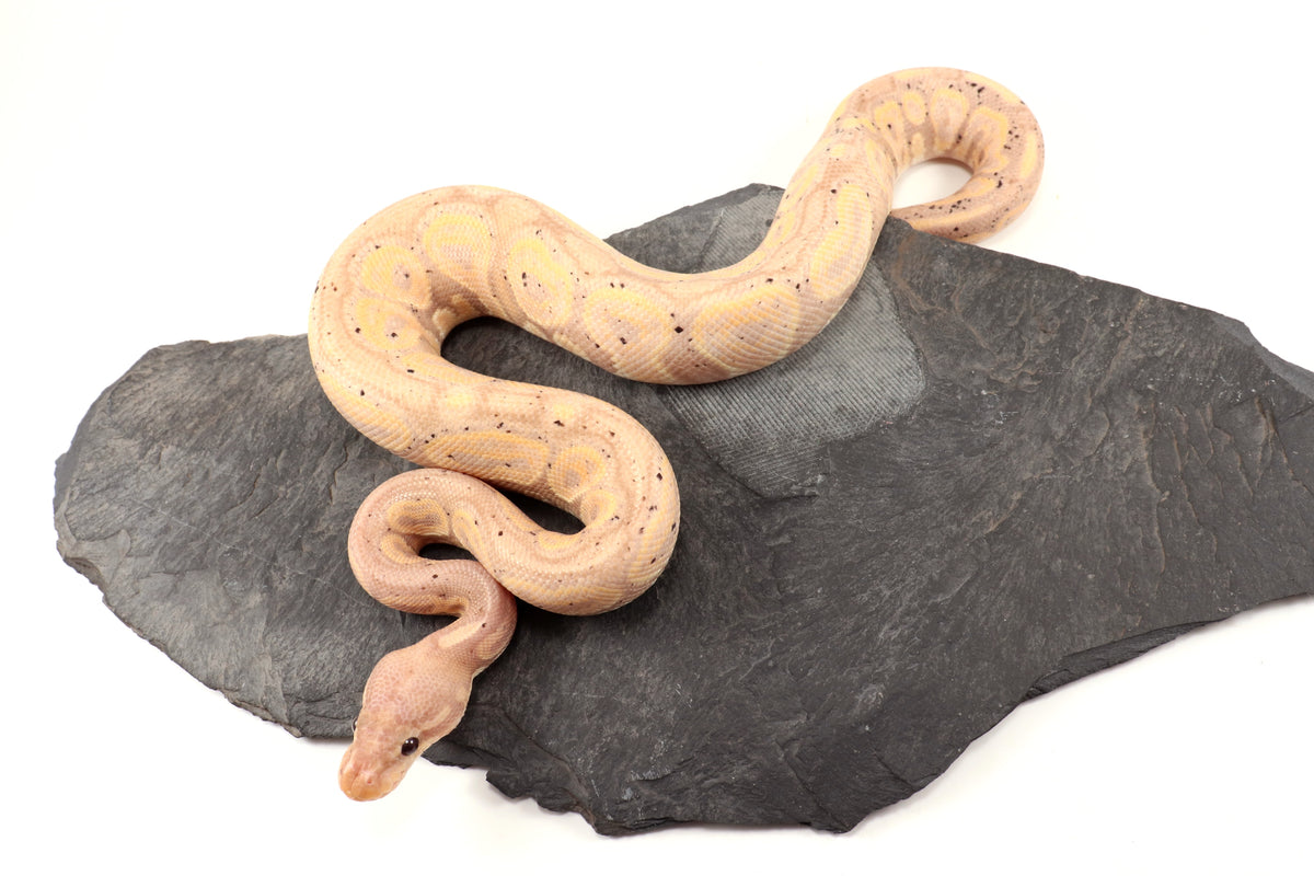 Banana Cinnamon Ball Python