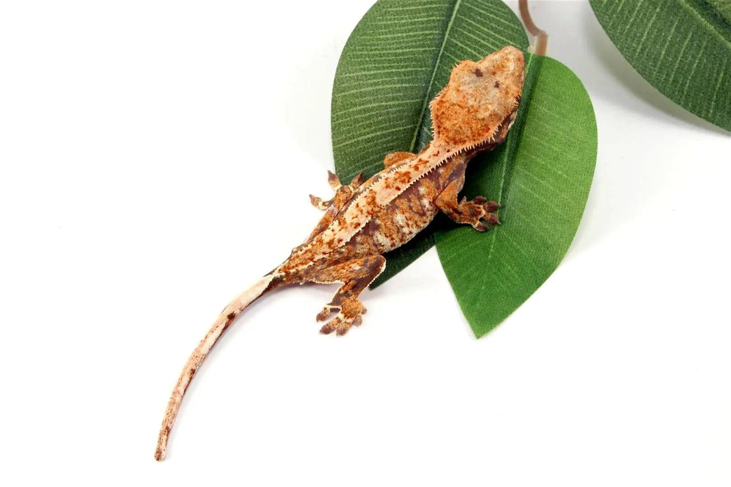 Tricolor Crested Gecko All Reptiles