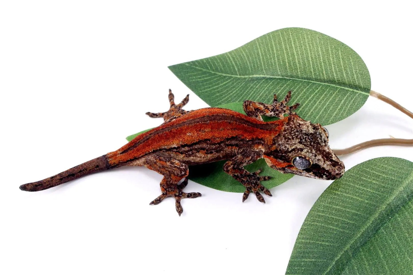 Red Striped Gargoyle Gecko All Reptiles