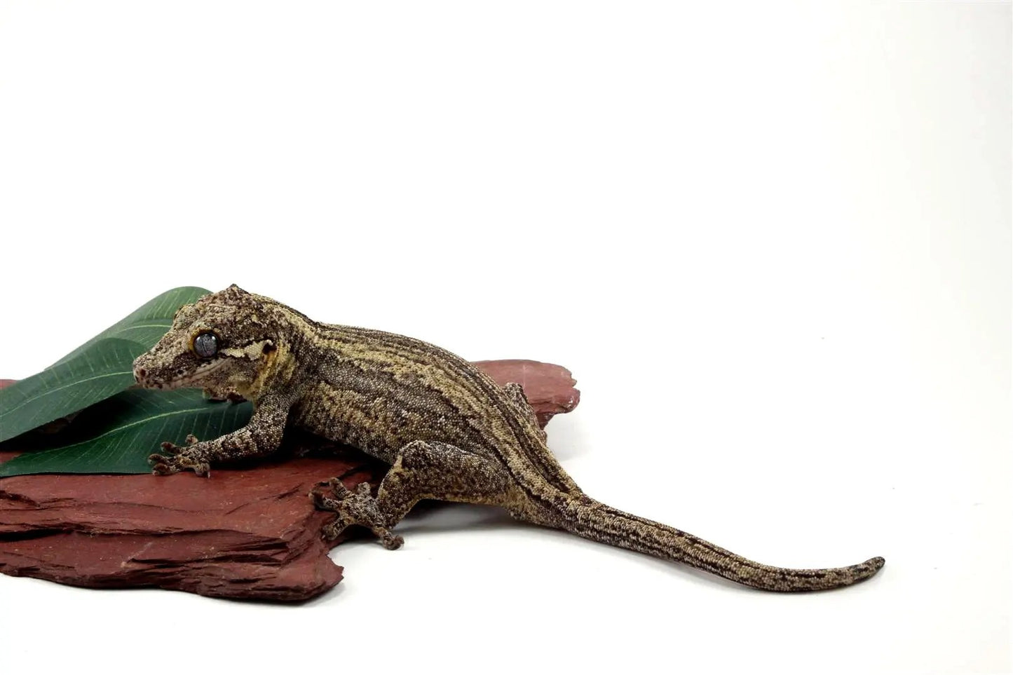 Striped Gargoyle Gecko All Reptiles