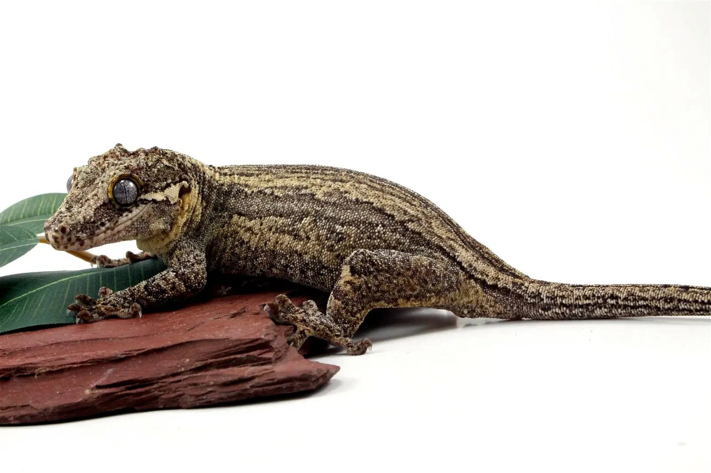 Striped Gargoyle Gecko All Reptiles