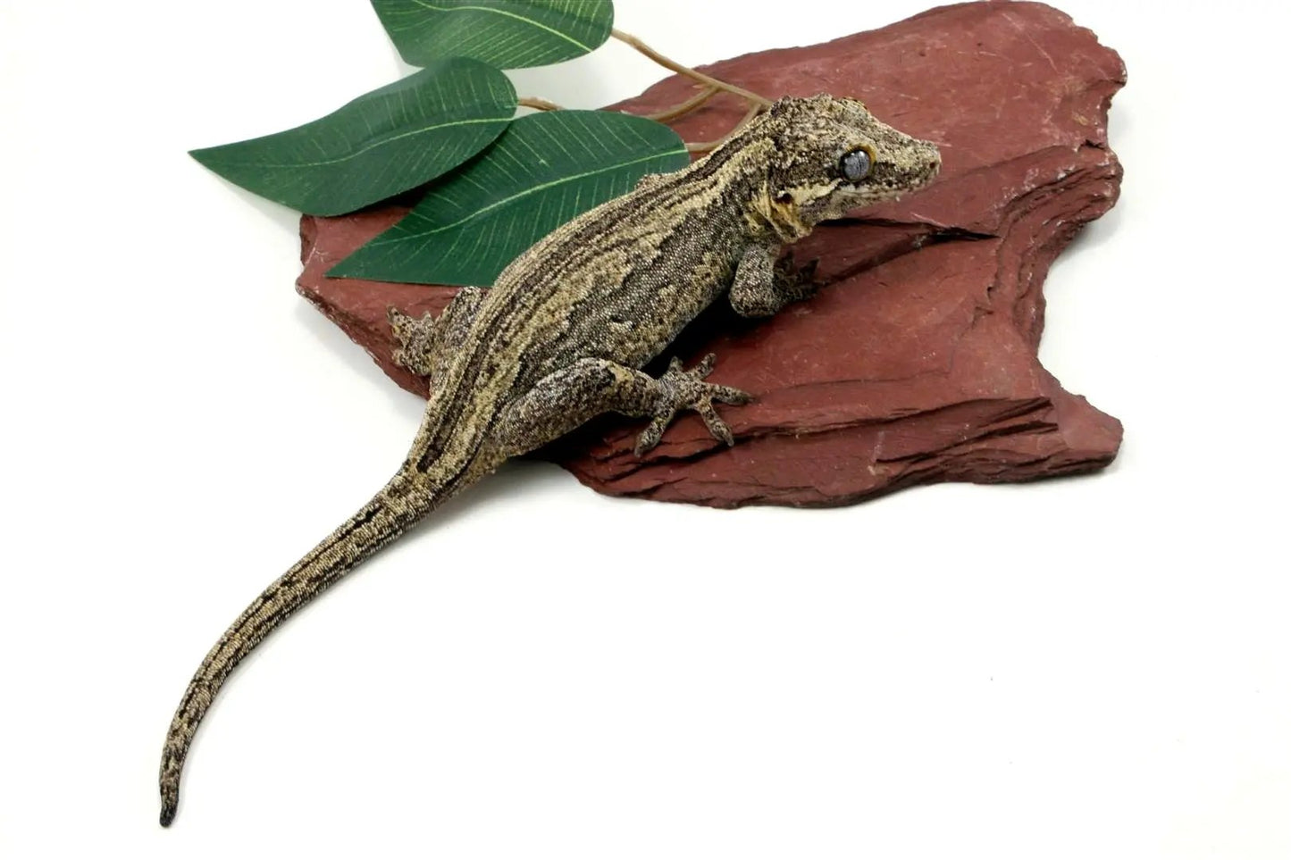 Striped Gargoyle Gecko All Reptiles