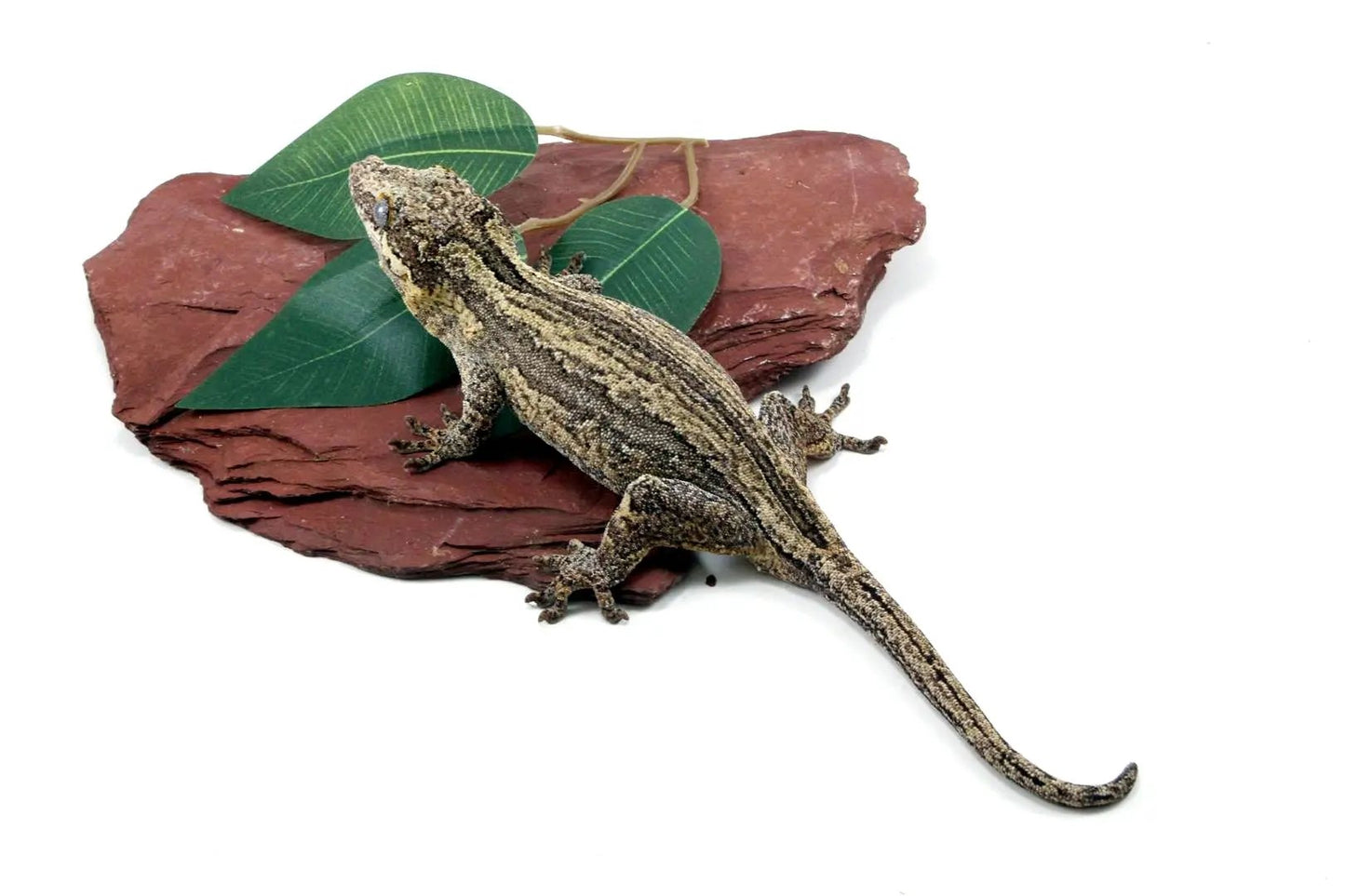 Striped Gargoyle Gecko All Reptiles