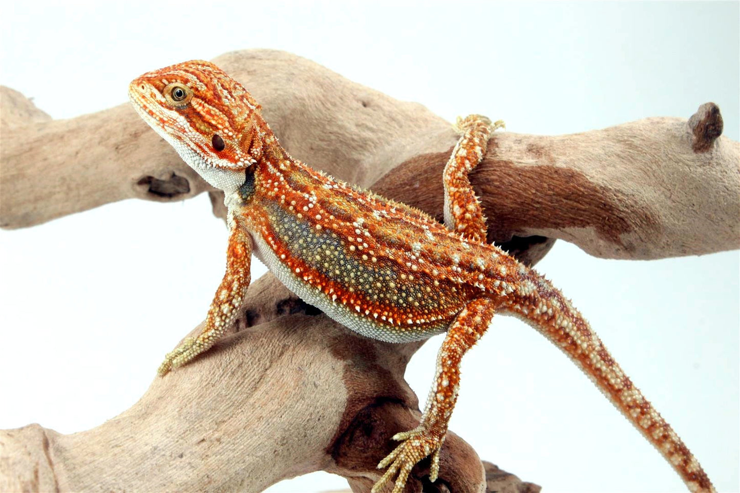 Orange Tiger Dunner Bearded Dragon All Reptiles
