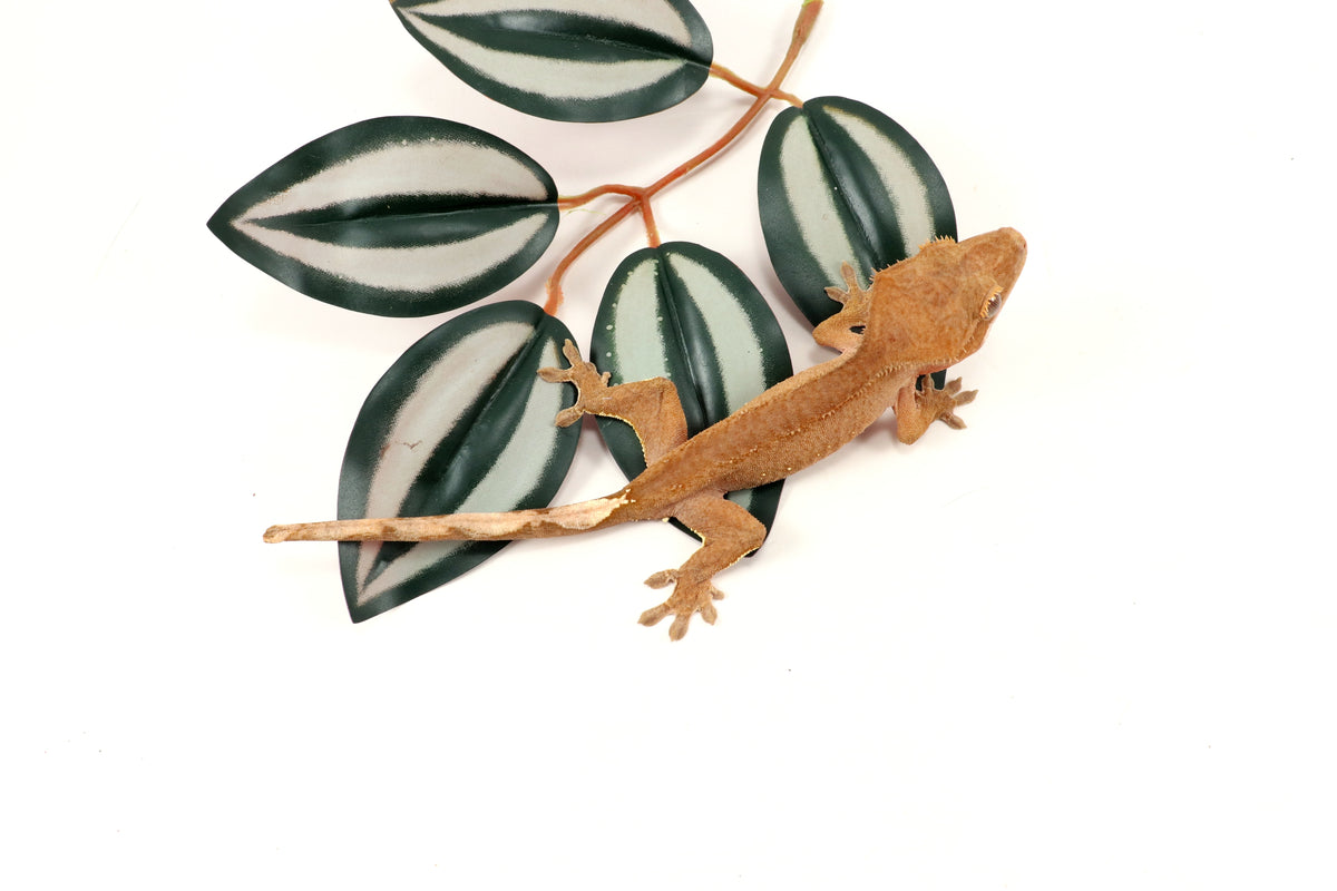 Patternless Buckskin Crested Gecko
