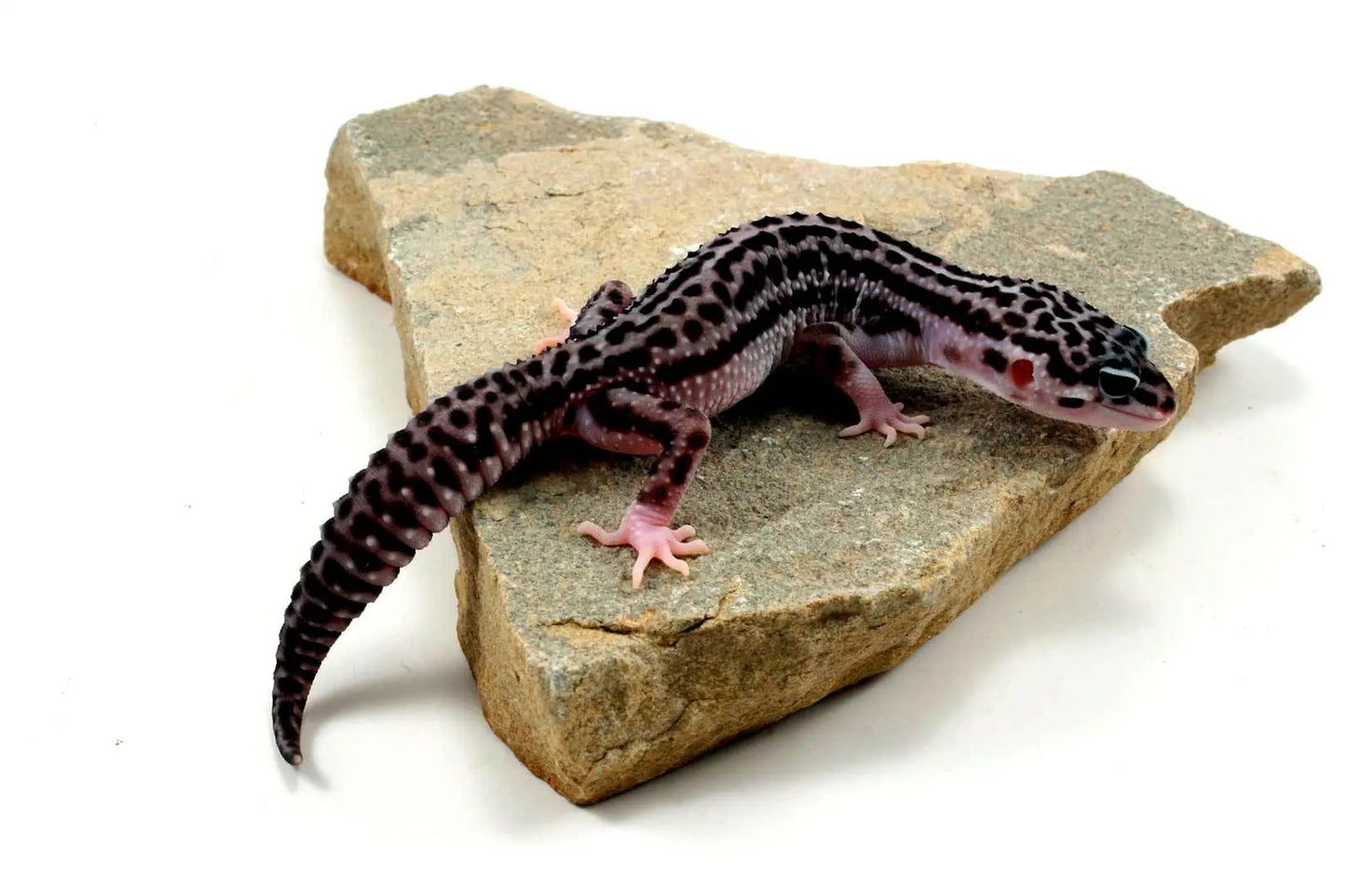 Black Night Supersnow Leopard Gecko All Reptiles