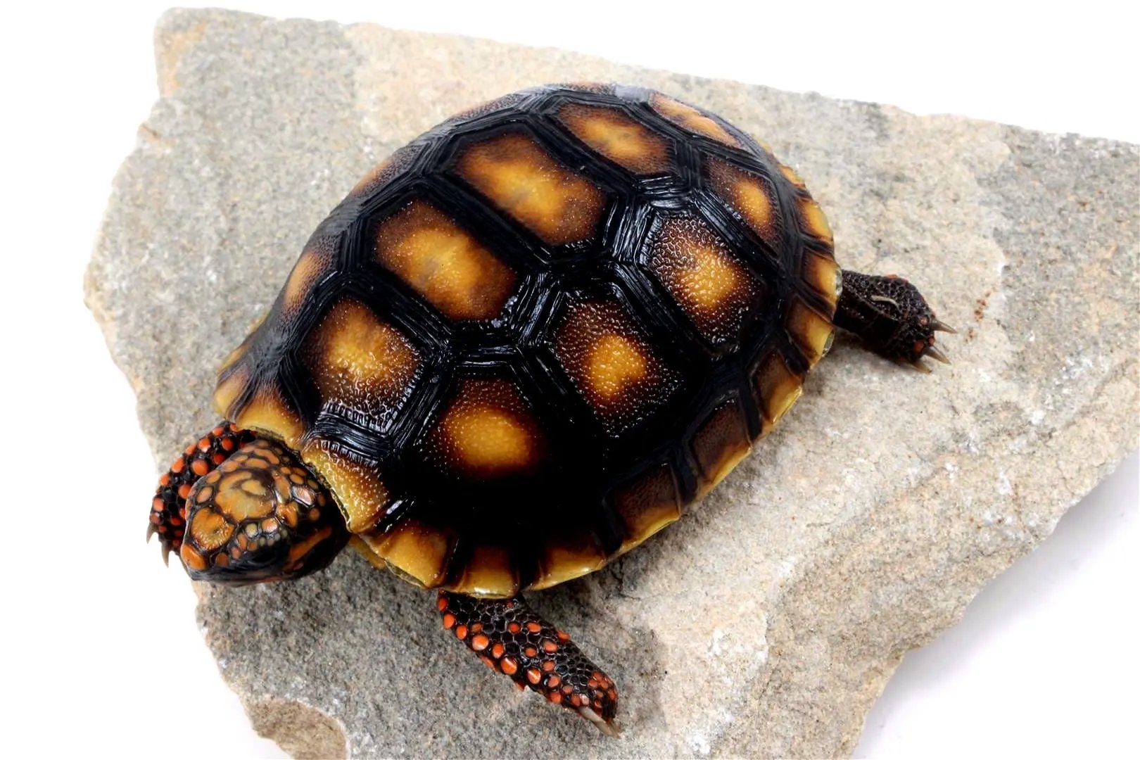 Red Foot Tortoise All Reptiles