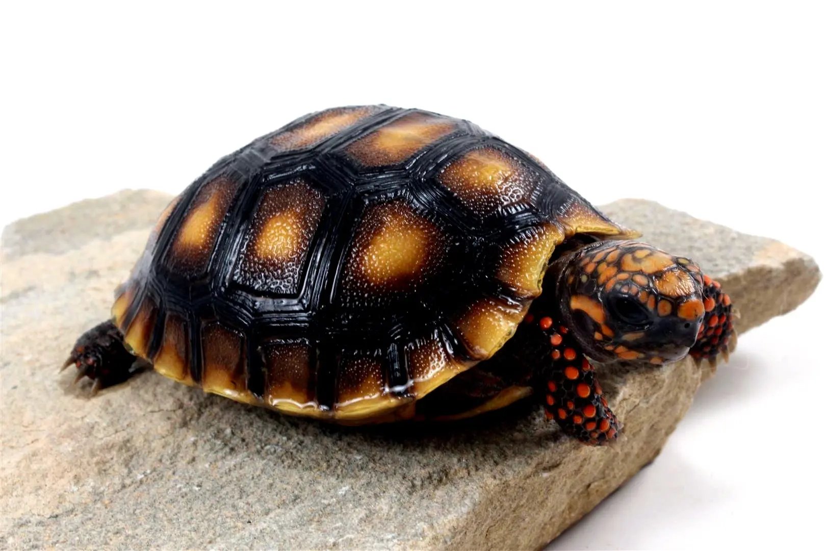 Red Foot Tortoise All Reptiles