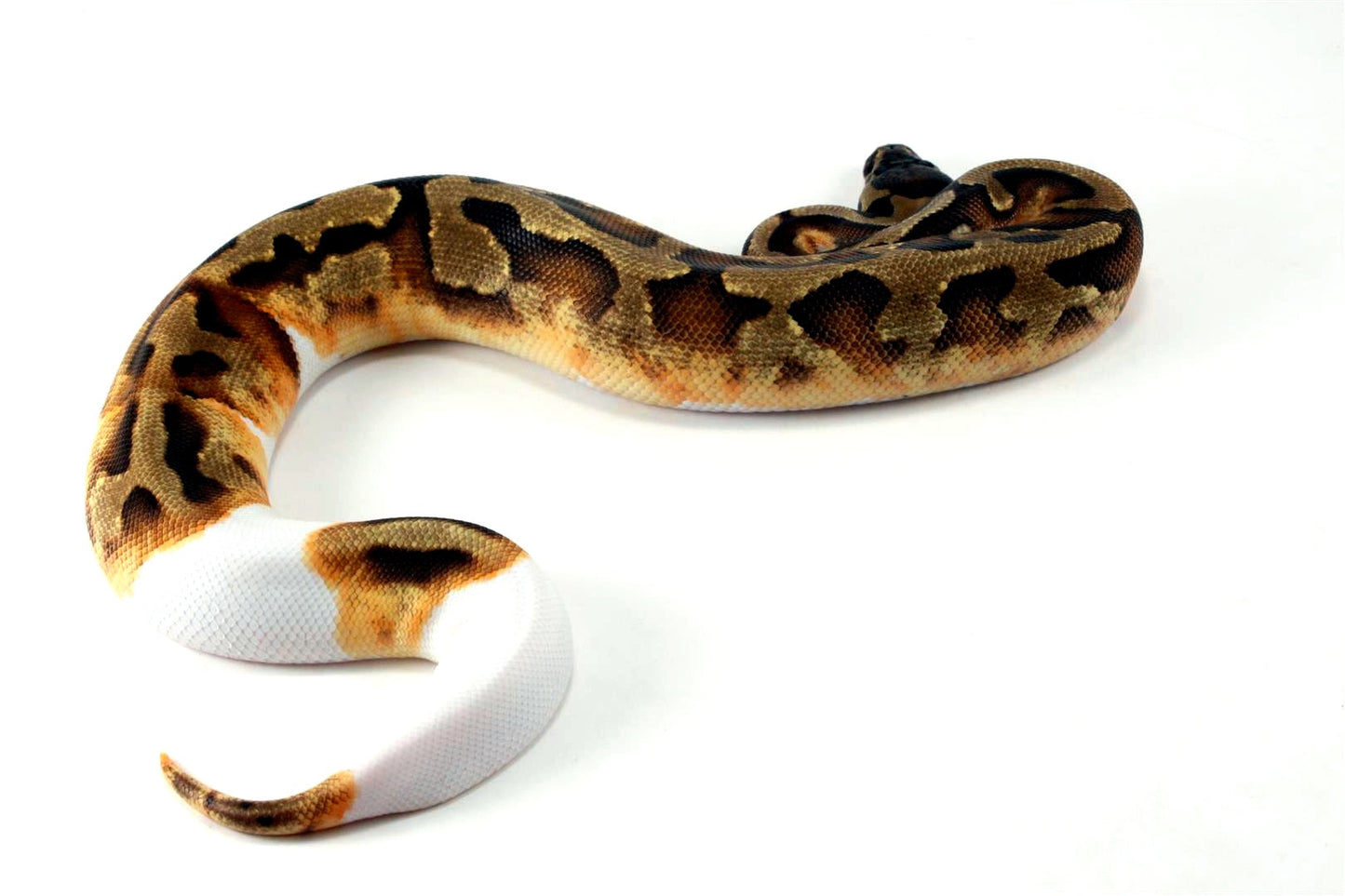 Enchi Pied 66% h. Desert Ghost Ball Python All Reptiles