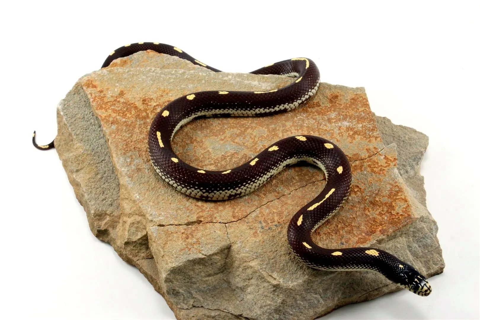 Dot-Dash California Kingsnake – All Reptiles