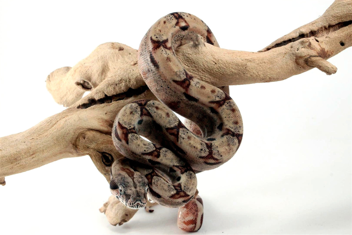 Hypo het Blood Colombian Boa All Reptiles