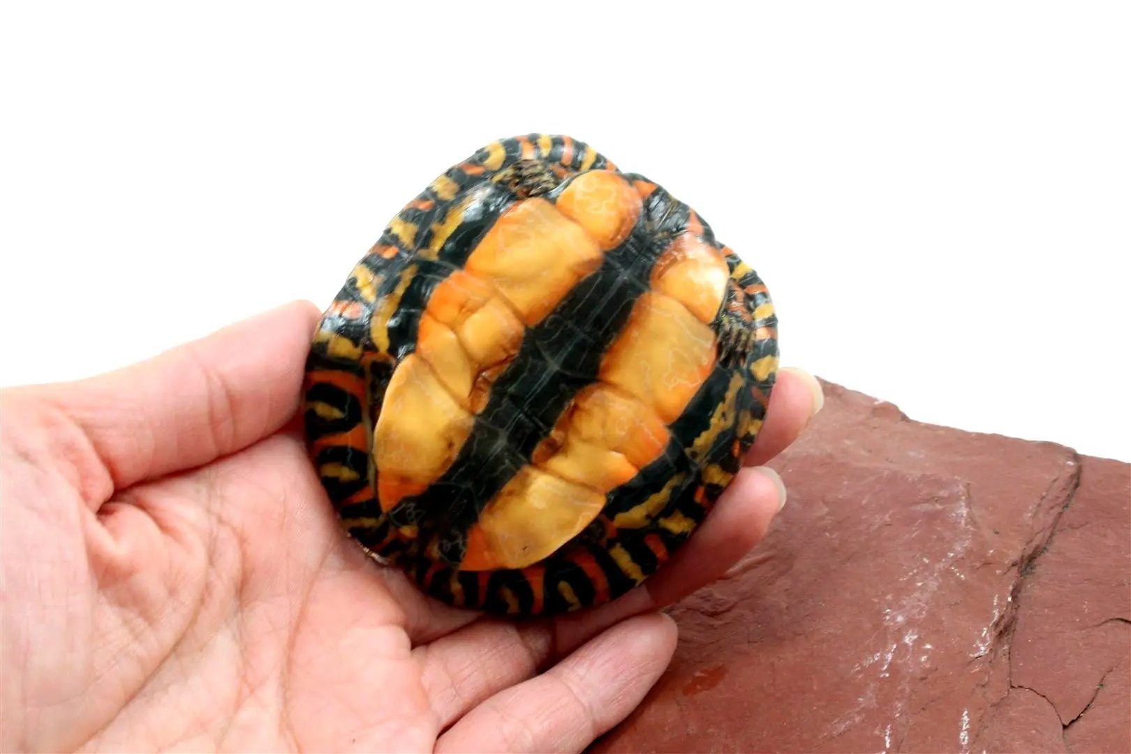 Ornate Wood Turtle All Reptiles