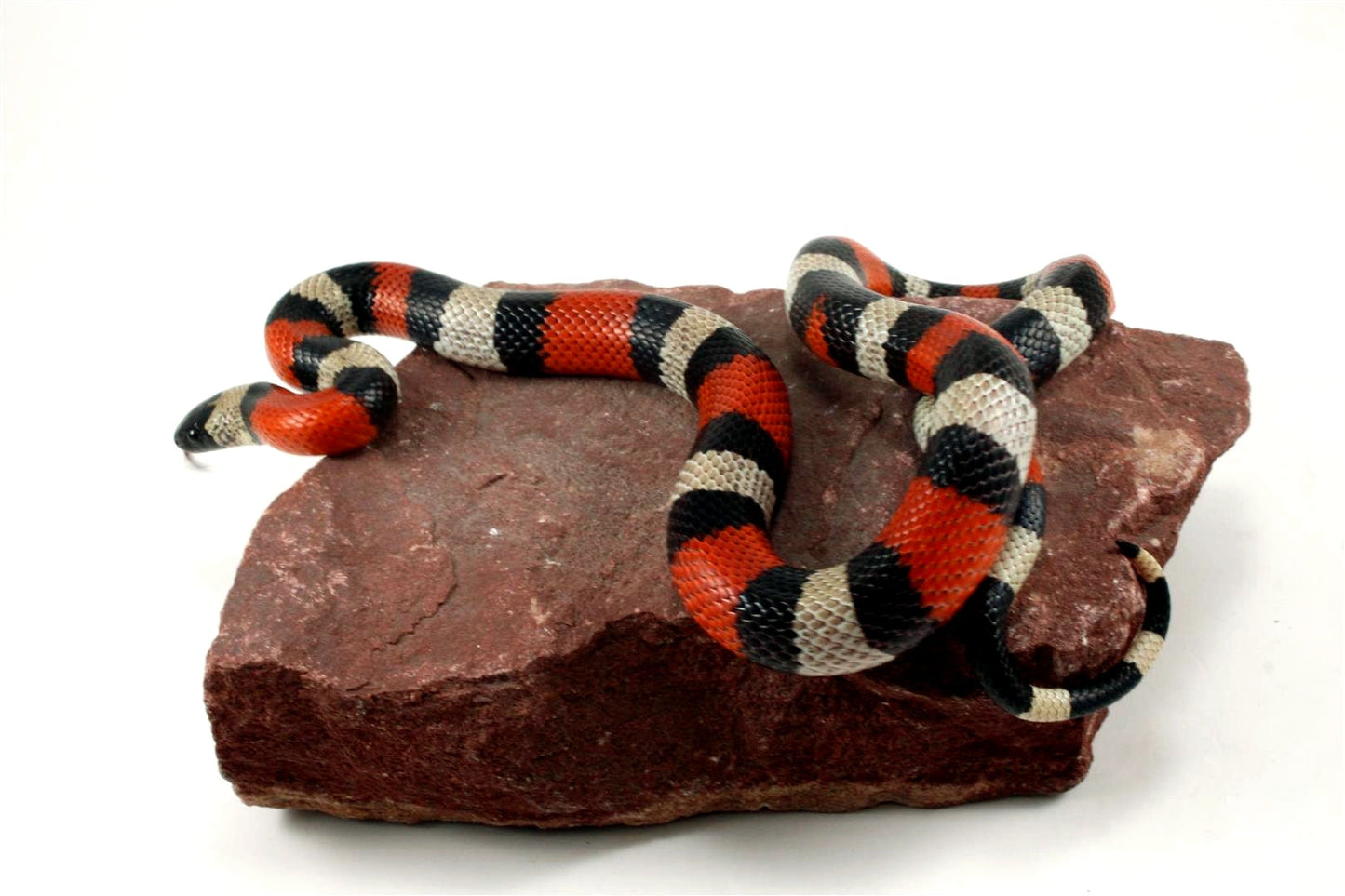 Pueblan Milksnake All Reptiles