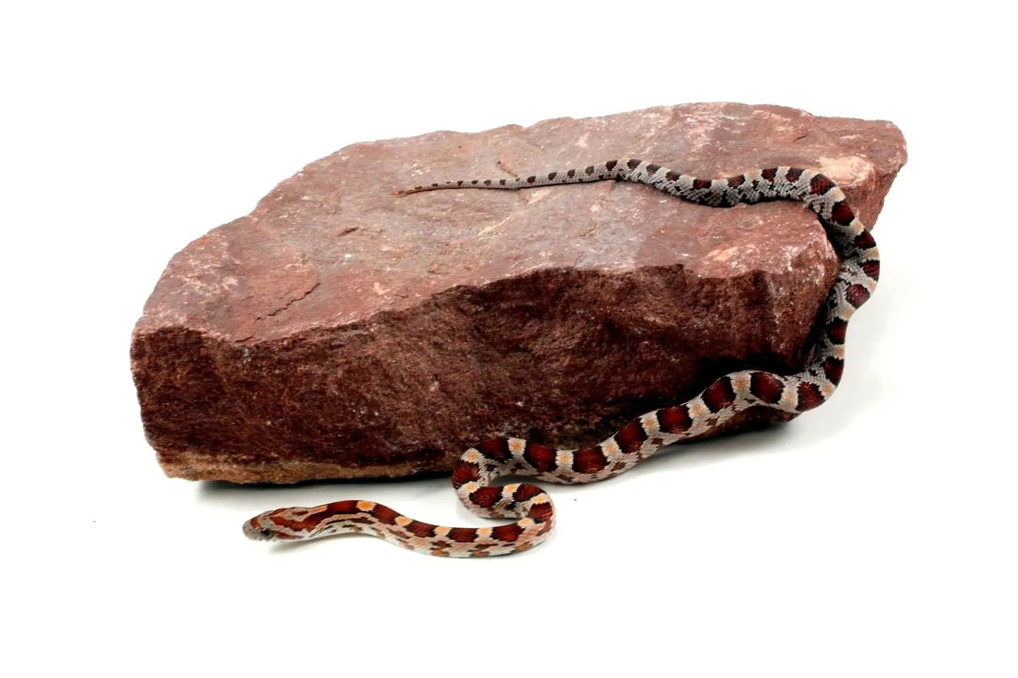 Classic Corn Snake All Reptiles