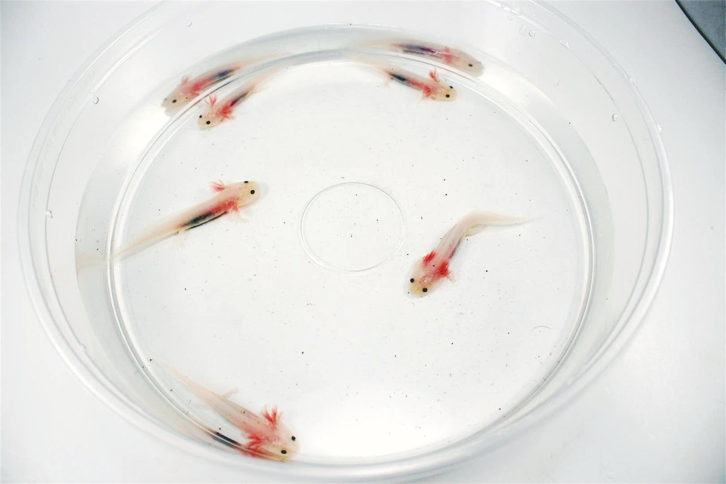 Leucistic Axolotl All Reptiles