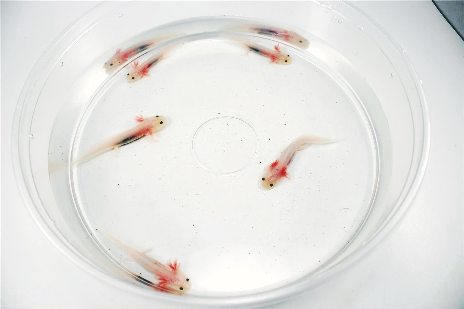 Leucistic Axolotl All Reptiles